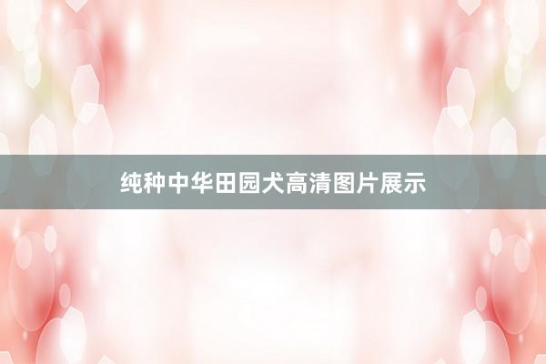 纯种中华田园犬高清图片展示